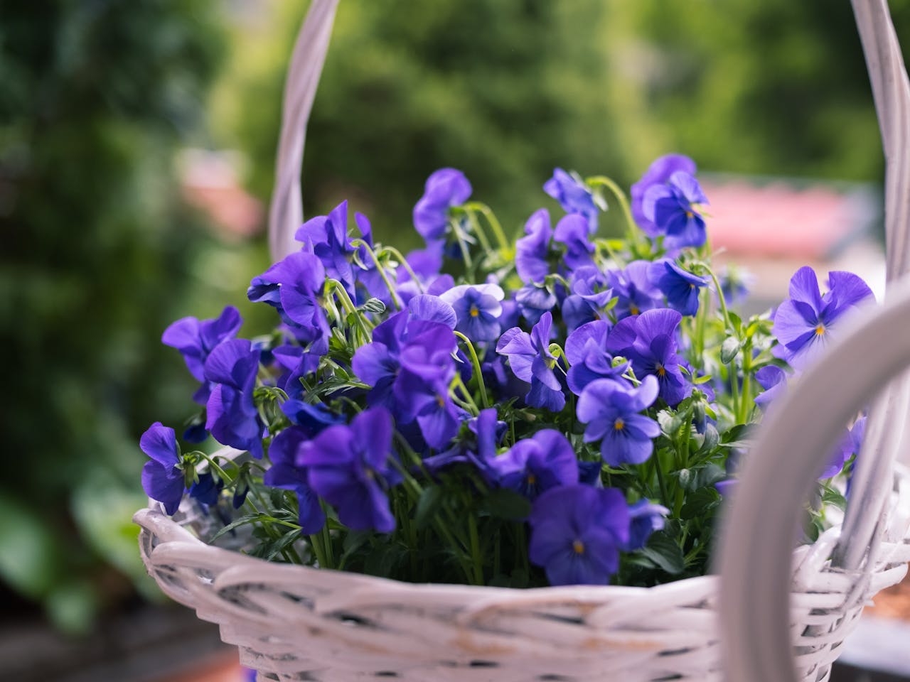 Offerings Close-up of vibrant purple pansies blooming in a white woven basket outdoors.