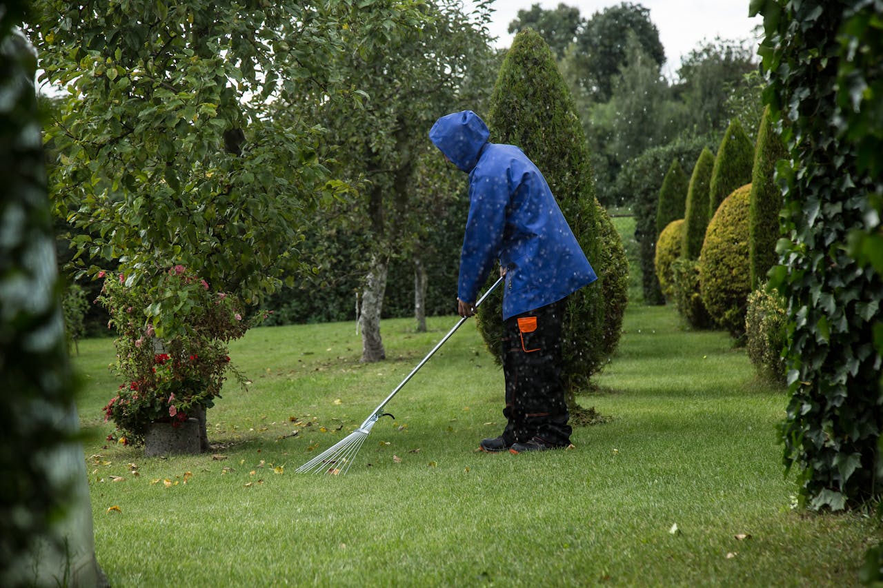 Home A gardener in a blue rain jacket rakes leaves in a lush green park during a light drizzle.