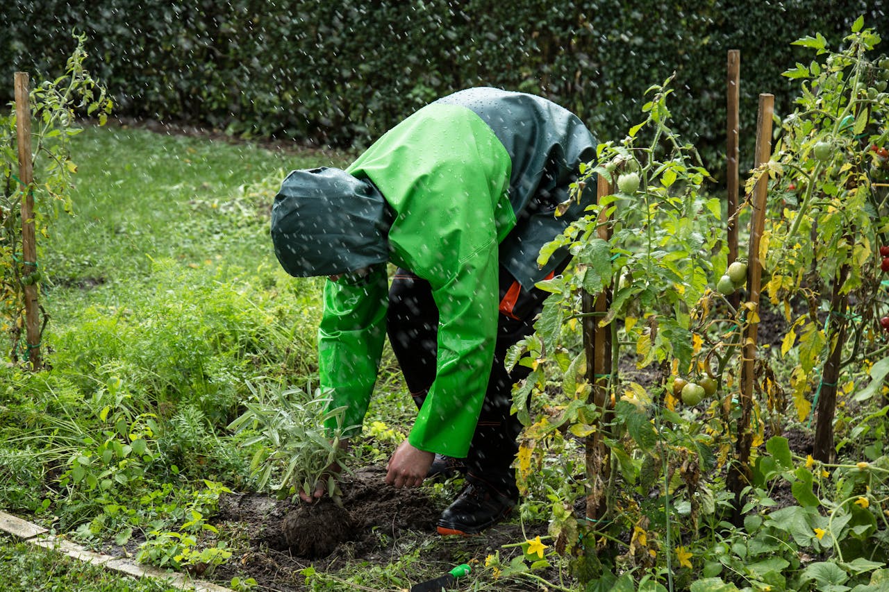 Home A gardener in a raincoat tends to plants in a vegetable garden during light rainfall.