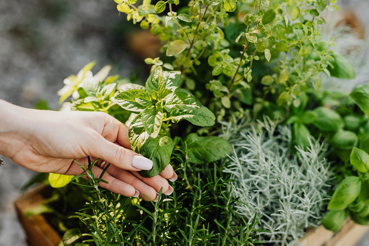 Home A hand delicately holds fresh herbs including mint and rosemary from a lush garden.