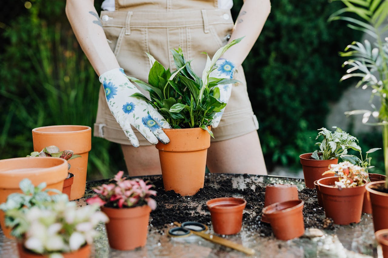 Home Person planting in clay pots on a sunny day with scattered soil and gardening gloves.