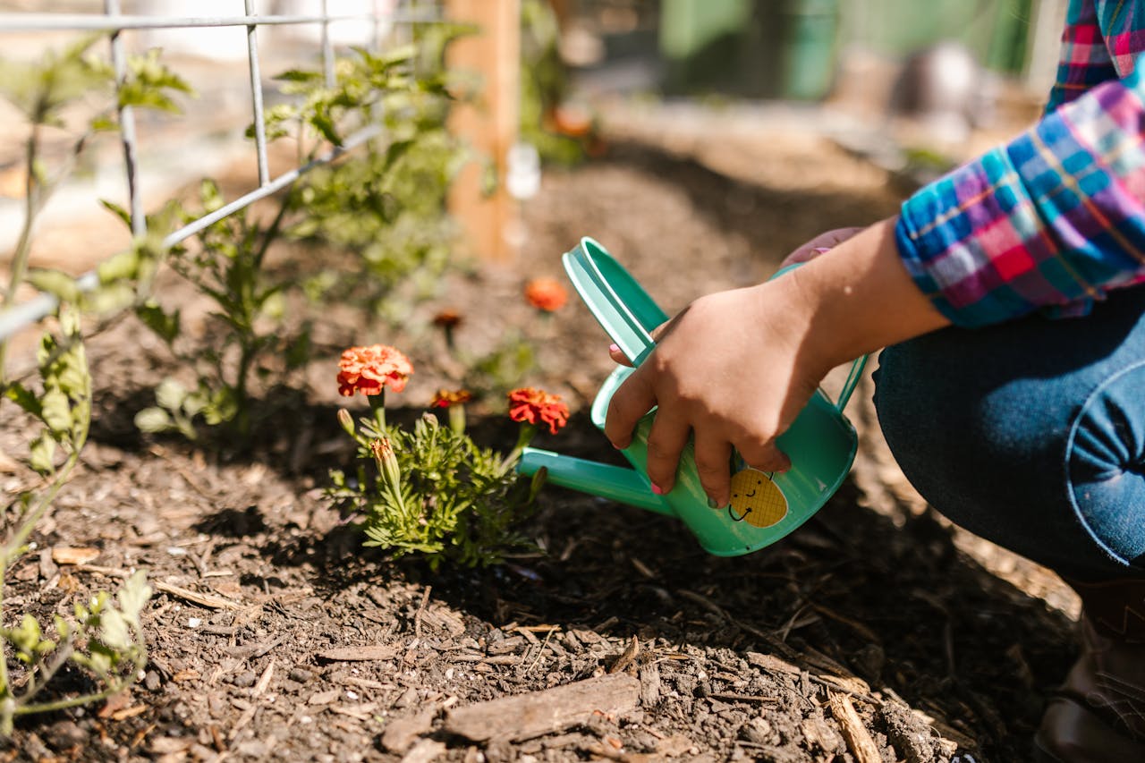 Home Close-up of gardener watering flowers with a green watering can in a sunny garden.
